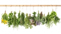 Začinsko bilje – i aroma i lek