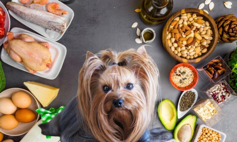 Dobra hrana za pse je ona koja obezbeđuje izbalansiran odnos proteina, masti, ugljenih hidrata, vitamina i minerala