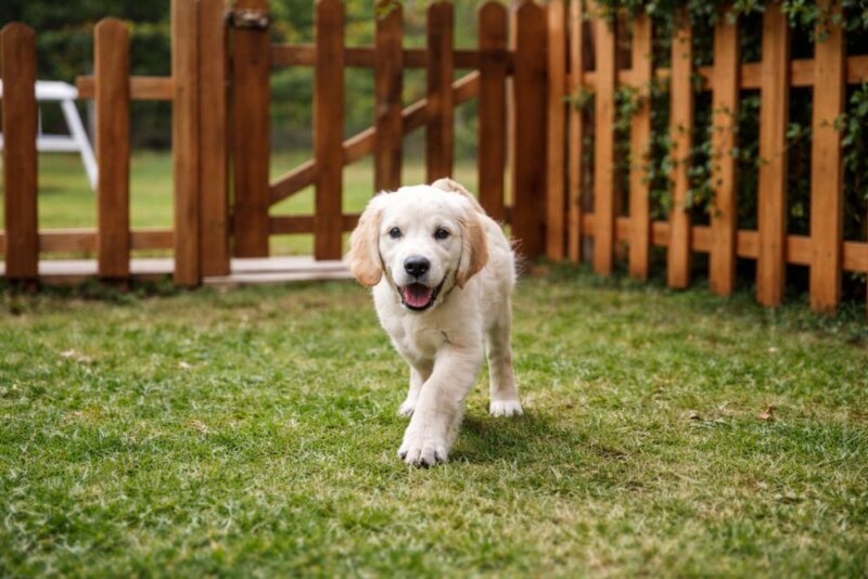 Pas trči po travnjaku u ograđenom dvorištu sa drvenom ogradom
